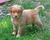 Ginger