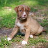 Graham