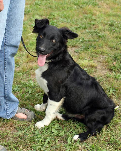 Shamus