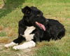 Shamus