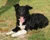 Shamus