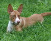 Gingin