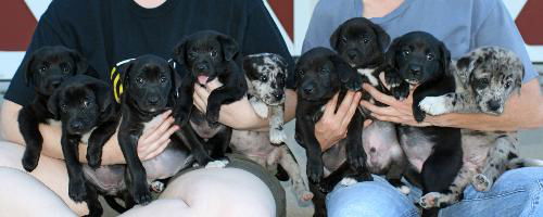 Heads up on the T Litter