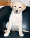 Wilbur