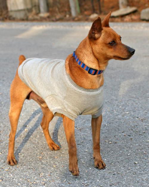 Scooby