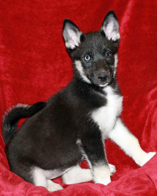Sheba