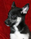 Sheba