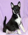 Sheba