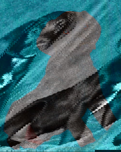 Maxamillion