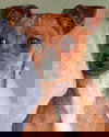 Ginger