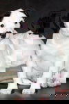 Nilla