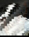 Nougat