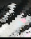 Nougat