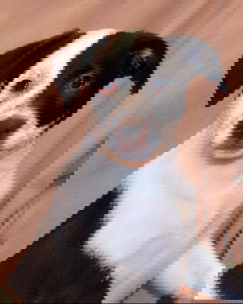 Dazey