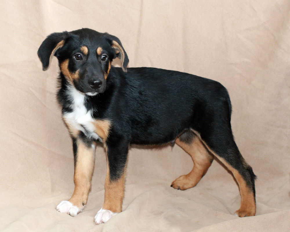 Blue heeler german hot sale shepherd rottweiler mix