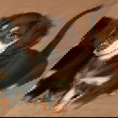 Gonzo