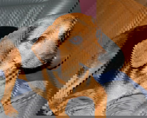 Tisket