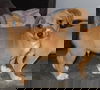 Gopi