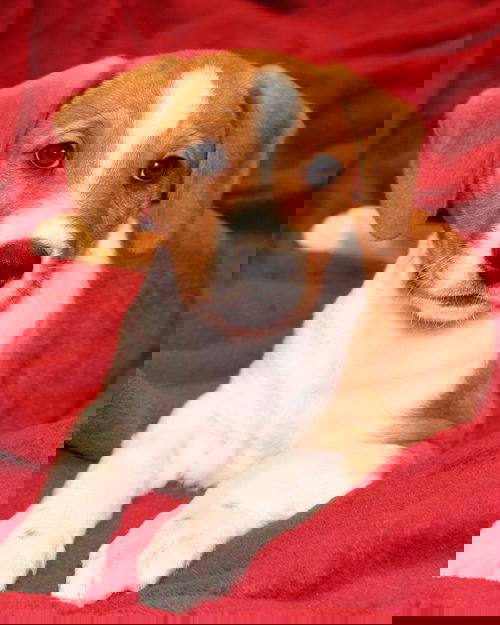 Hawke
