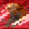 Hawke