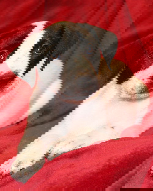 Hera