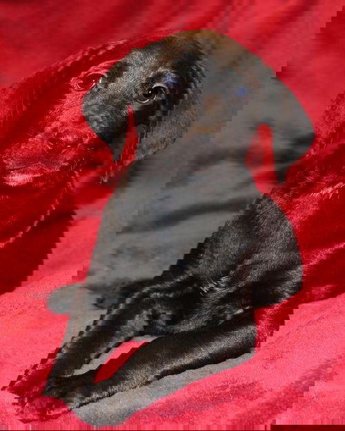 Honie