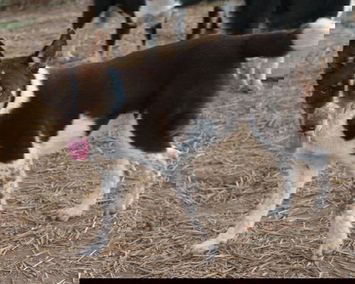 Nutmeg