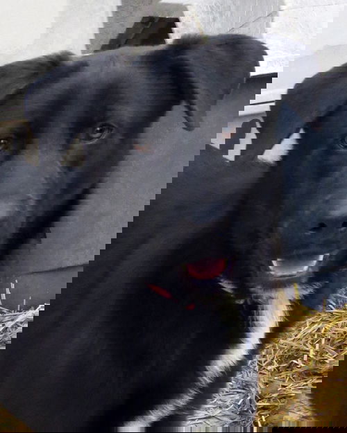 Licorice