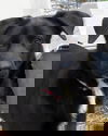 Licorice