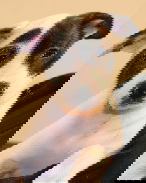 Jazza
