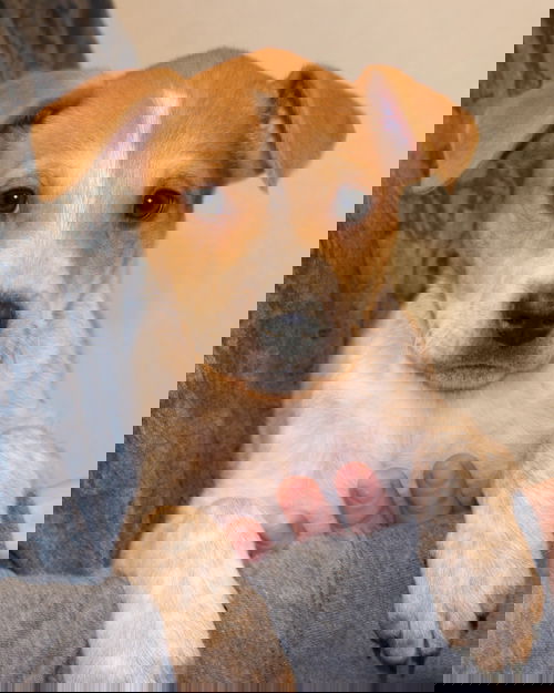 Jemi