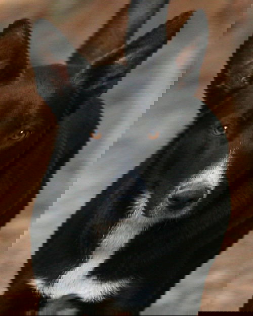 Zurie