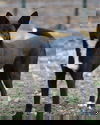 Zurie