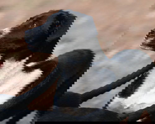 Zia