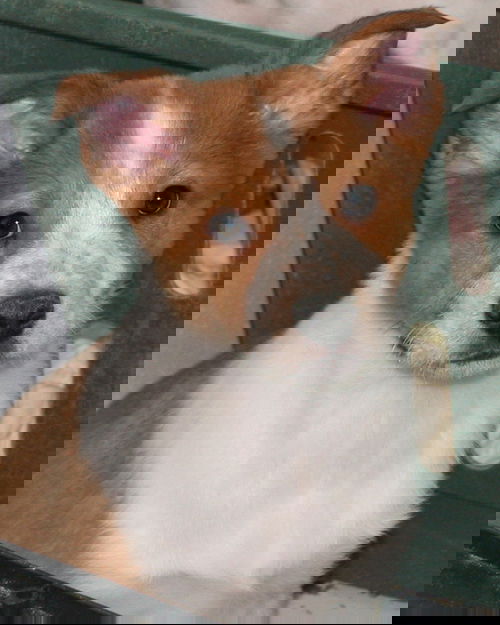 Tobin