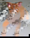 Tobin