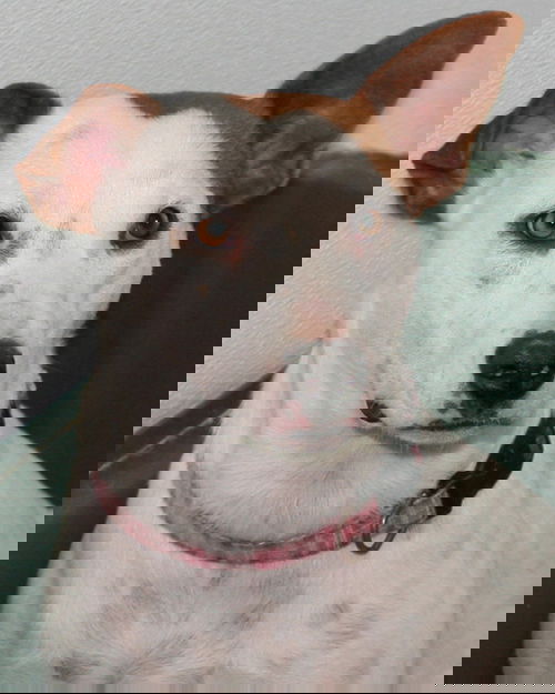 Tia