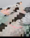 Tia