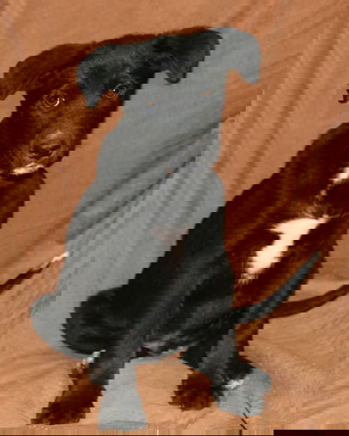 Chase
