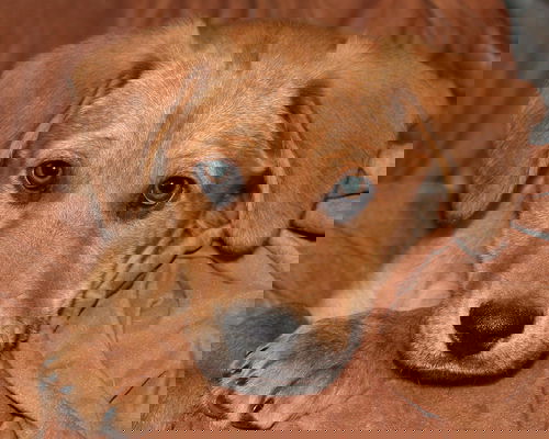 Dax