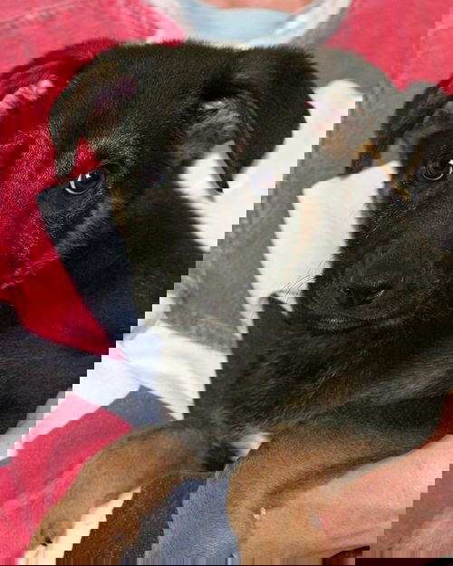 Beeta