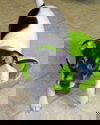 Giggi