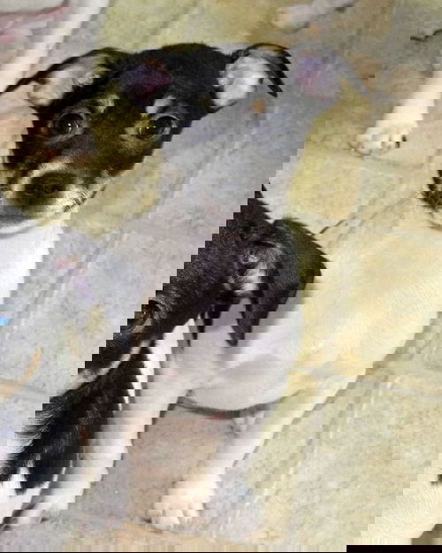 Giggi