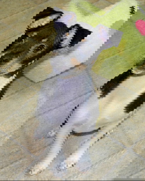 Gusto
