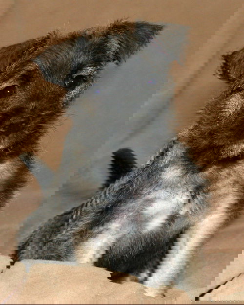 Mingo