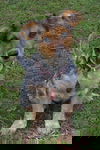 Ronelle