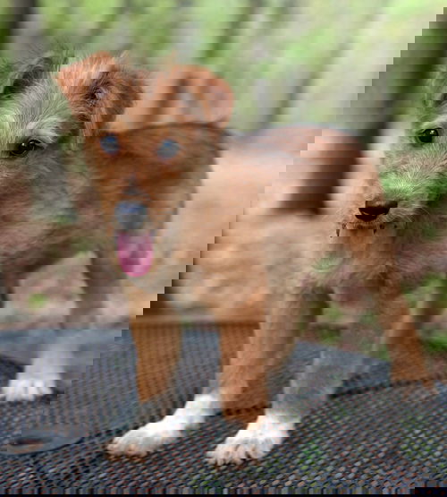 McDoodle