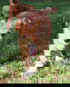 McDoodle