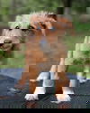 McDoodle