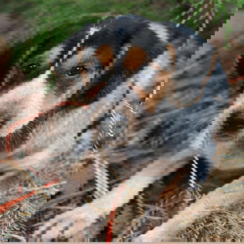 Tobias